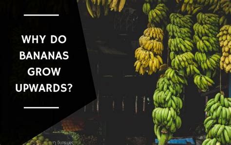 why do bananas grow upwards.